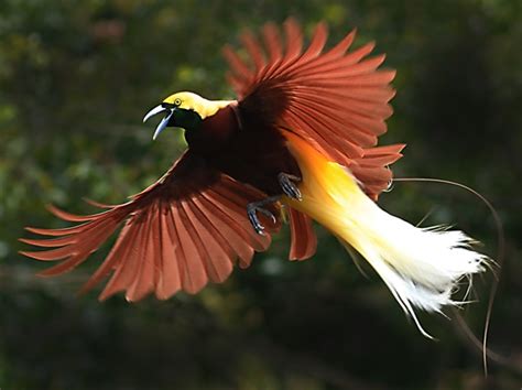 Bird of Paradise | Animal Wildlife