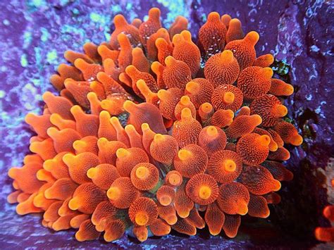 The indomitable Red Bubble Tip Anemone | Reef Builders | The Reef and ...