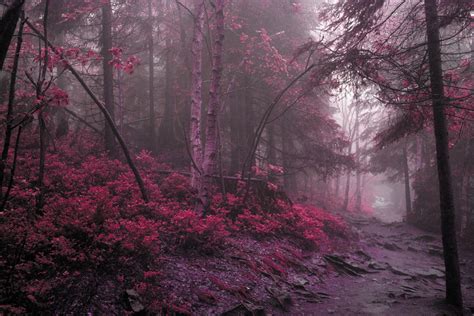 Purple mystic woods Beautiful World, Beautiful Places, Pretty Places ...