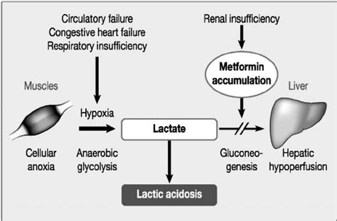 Does Metformin Cause Kidney Damage