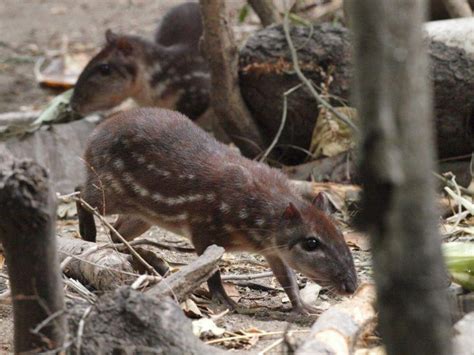 24 Wild Animals in Guyana [Wildlife in Guyana] - Kevmrc