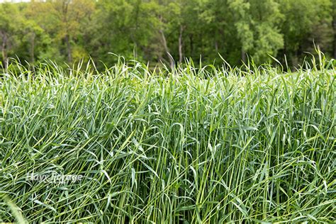 Timing dictates winter rye yield, quality | Hay and Forage Magazine