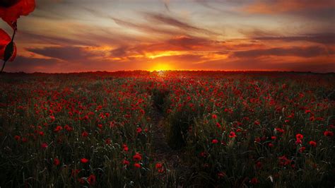 Poppy field at sunset | Sunset nature, Sunset, Nature photos