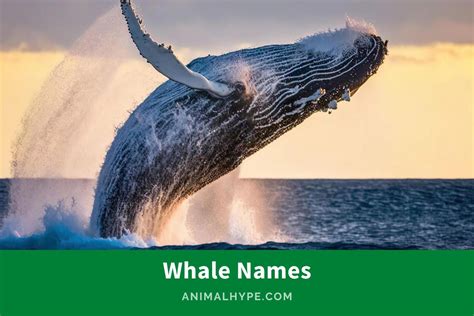 205 Adorable Whale Names for Your Gentle Giants - Animal Hype