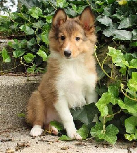 Cute Dogs|Pets: Sable Shetland Sheepdog ( Sheltie ) Puppies