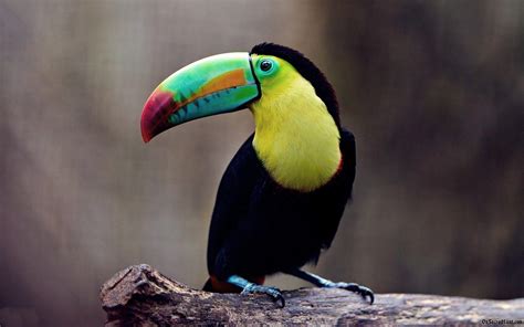 Toucan Desktop Wallpapers - Top Free Toucan Desktop Backgrounds - WallpaperAccess