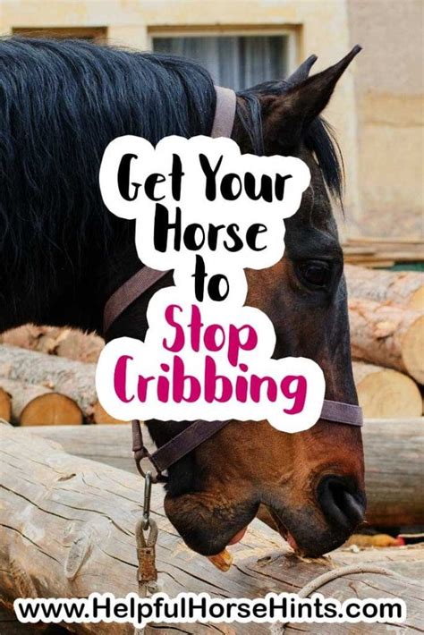 Cribbing in Horses: What It Is and How to Stop It | Helpful Horse Hints