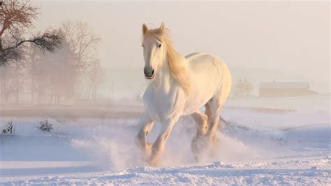 Fonds d'ecran 2560x1440 Hiver Cheval Neige Blanc Animaux télécharger photo