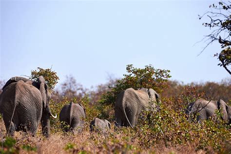 "Herd Of Elephants" by Stocksy Contributor "Daxiao Productions" - Stocksy