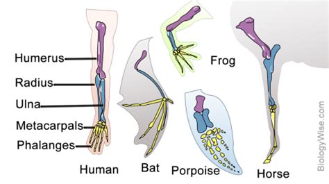 The direction of evolution: divergence vs. convergence – The G-cat