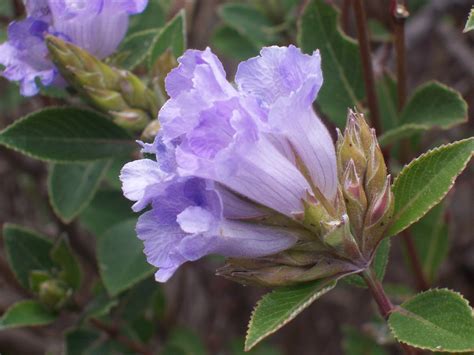 Indian flowers and herbs: Kurinji, the Twelve year Wonder of the ...