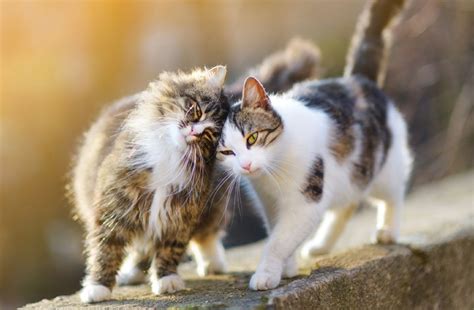 These are the friendliest cat breeds - Onlinecatworld