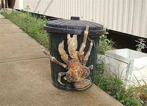 Flesh eating Coconut crabs the size of bins : r/oddlyterrifying