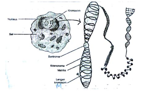Gambarkan dan jelaskan struktur sebuah kromosom!