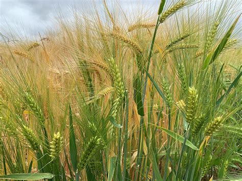 The growing Barley Photograph by Lieve Snellings - Pixels