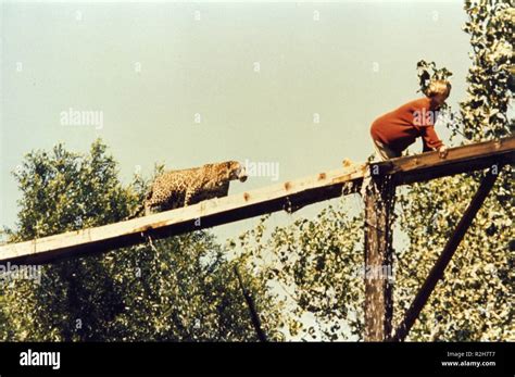 Roar Year : 1981 USA Director : Noel Marshall Tippi Hedren Stock Photo - Alamy