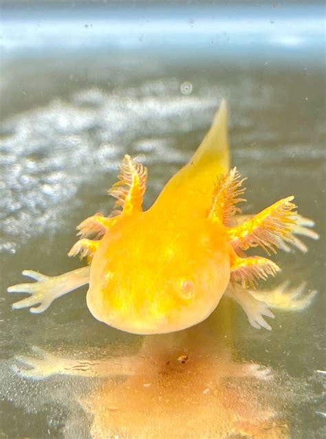 Sunrise Golden Albino with Iridophores #7 – Ivy's Axolotls - Quality Pet Axolotls Since 2018