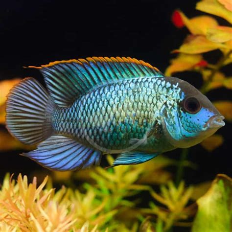 CICHLID - ACARA ELECTRIC BLUE Andinoacara pulcher - Aquatics Unlimited