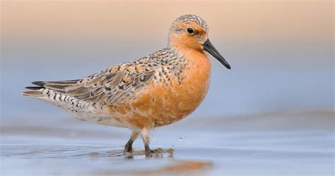 Red Knot Identification, All About Birds, Cornell Lab of Ornithology