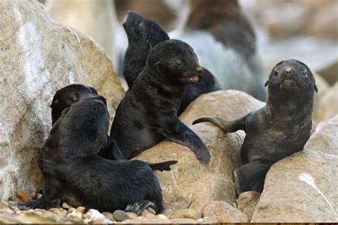 Cape fur seal nursery Photograph by Science Photo Library