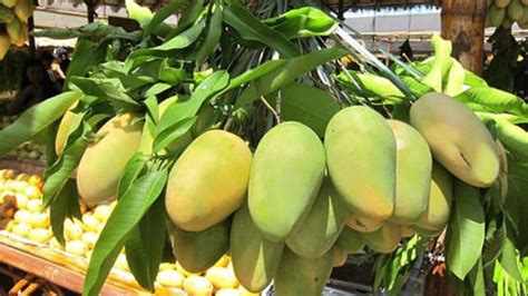 Love Mangoes? Buy + Help Our Farmers With Our Current Mango Surplus