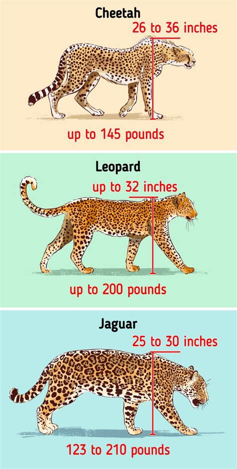 Cute Wild Animals, Animals Beautiful, Funny Animals, Leopard Art, Cheetah, Leopard Animal, Big ...