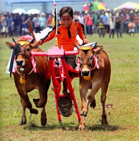 Serba Serbi Hindu - Jawa: Karapan Sapi, Madura