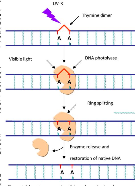 Table 1 from DETECTION OF UV-B-INDUCED THYMINE DIMER IN A CYANOBACTERIUM, SCYTONEMA SP ...