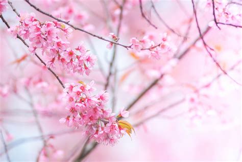 The Best Cherry Blossom Sites In Aomori Prefecture