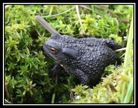 Black Toad | The blackest Toad I've seen. I saw this at the … | Flickr