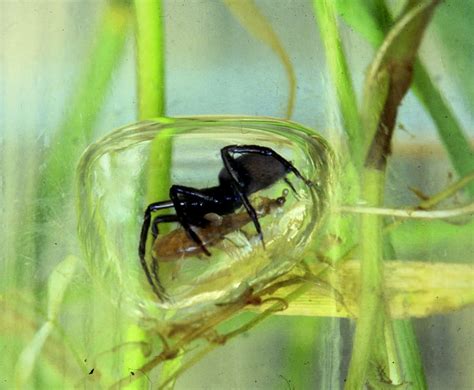 The diving bell spider or water spider, Argyroneta aquatica, is the only species of spider known ...