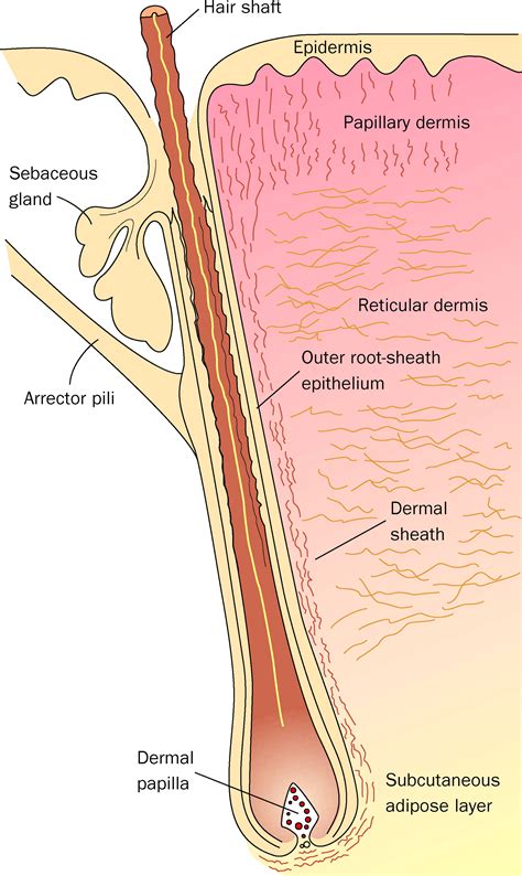 Hair follicle dermal sheath cells: unsung participants in wound healing ...