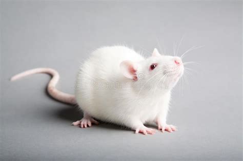 White rat. White laboratory rat isolated on grey background , #AD, #laboratory, #rat, #White, # ...