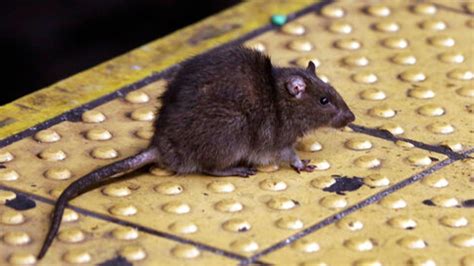 New York City seeks 'somewhat bloodthirsty' rat czar to tackle rodent ...