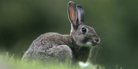 100 Cute and Funny Male (Buck) Rabbit Name Ideas (with Meanings)! – Rabbits for Sale