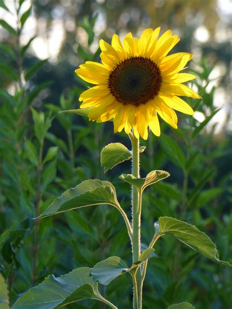 Free Images : field, botany, yellow, flora, sunflower, wildflower, bright, sun flower, flowering ...