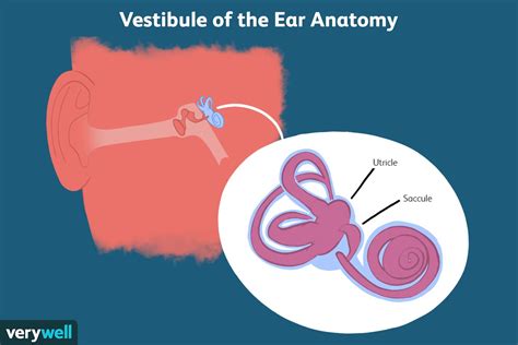 Vestibule of the Ear: Anatomy, Function and Treatment