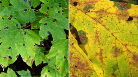 13 Common Maple Tree Problems and Diseases (With Pictures) - Dengarden