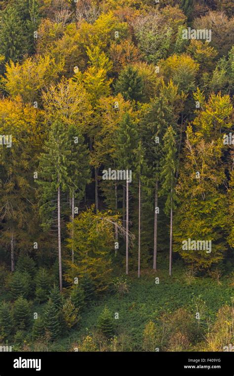 Aerial view of autumn trees Stock Photo - Alamy