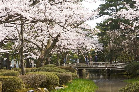 Kanazawa Cherry Blossoms - Inside Kyoto | Kanazawa, Kanazawa japan ...