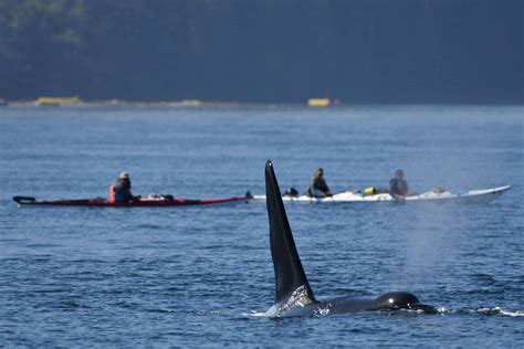 Kayaking with Orcas | At The Water's Edge Adventures