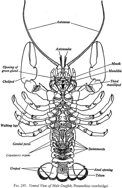 Crayfish Dissection Biology Junction — db-excel.com