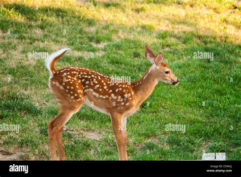 White-tailed deer fawn with spots Stock Photo - Alamy