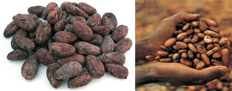 Buy Nigeria Africa Cocoa Beans from Turraco