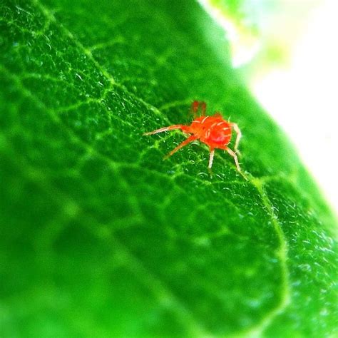 Red spider mite - treating and fighting them, easy organic solutions