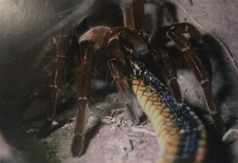 Tarantula Eating Snake by dinosaurman217 on DeviantArt