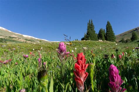 Local's List of Where to Find Colorado Wildflowers this Season