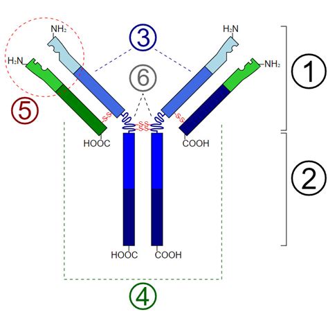 Biochemistry, Immunoglobulin E - StatPearls - NCBI Bookshelf