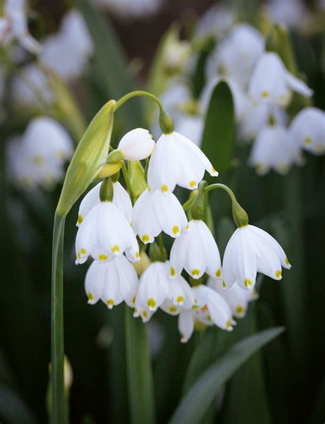 Spring bulbs to plant for a pretty smattering of colour | House & Garden