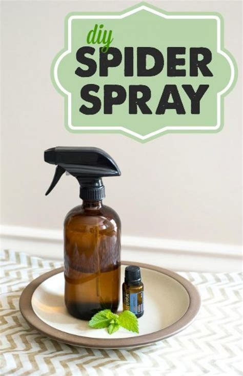 Here is how to make your own spider repellent very easily - Tips and Tricks - Tips and Crafts ...